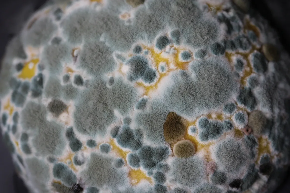 Close-up of mould spores growing inside an air conditioner unit